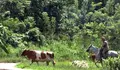 Cuba ampl&iacute;a a 20 a&ntilde;os la posesi&oacute;n de tierras en usufructo